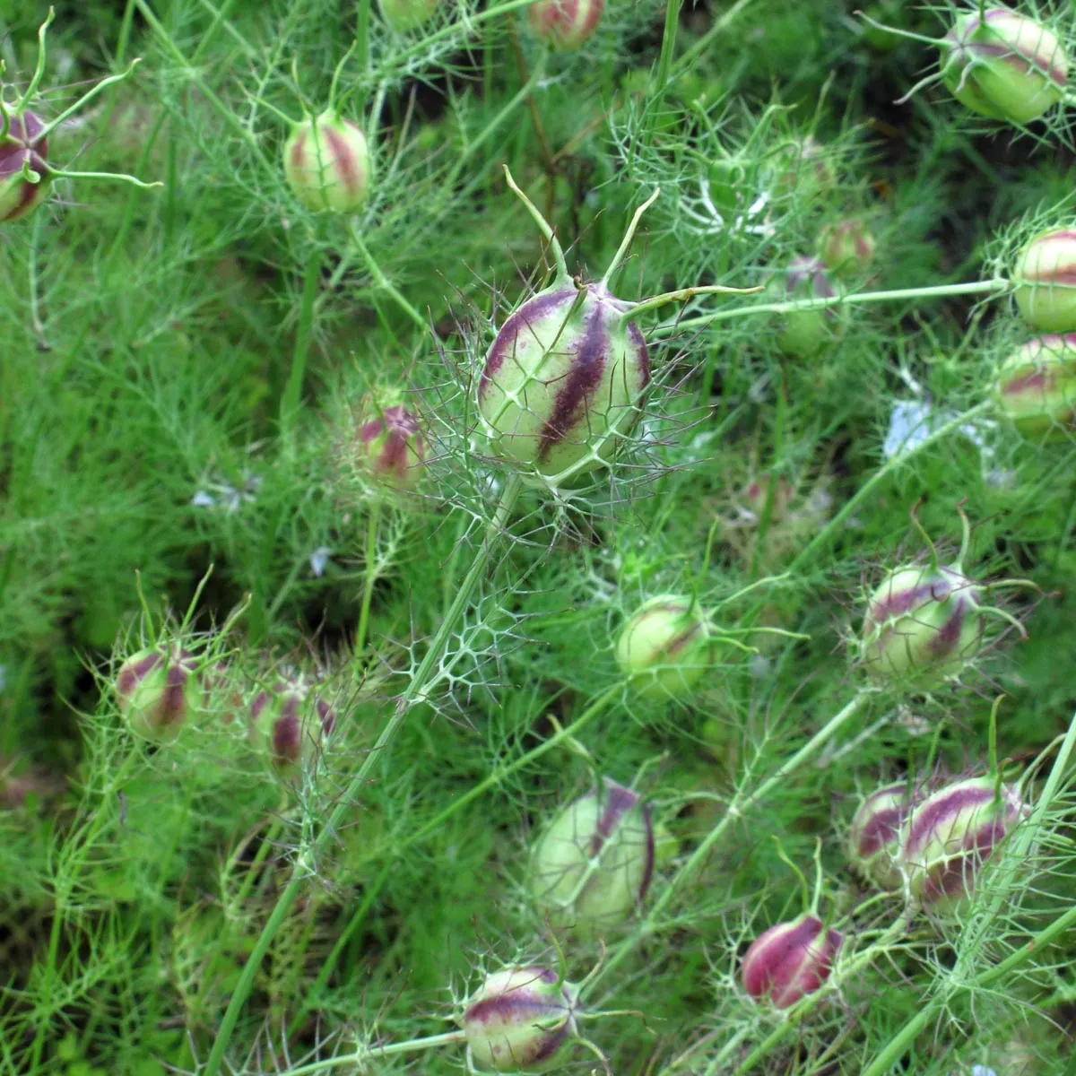 Jungfer im Grünen 'Persian Jewels mixed' (Nigella damascena) Samen