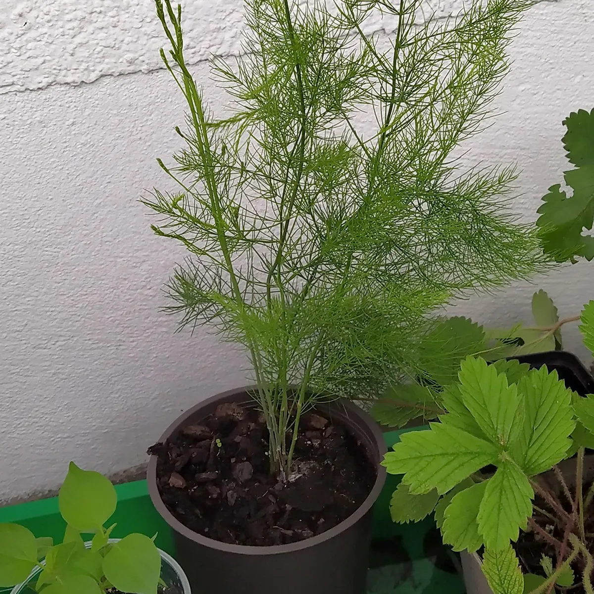 Grüner Spargel 'Mary Washington' (Asparagus officinalis) Samen