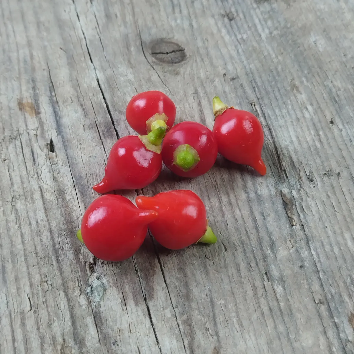 Chili 'Biquinho' (Capsicum chinense) Samen
