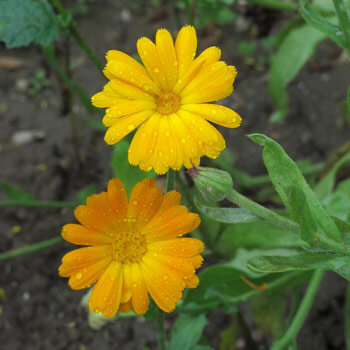 Ringelblume (Calendula officinalis) mit gelber und oranger Blüte voller Regentropfen