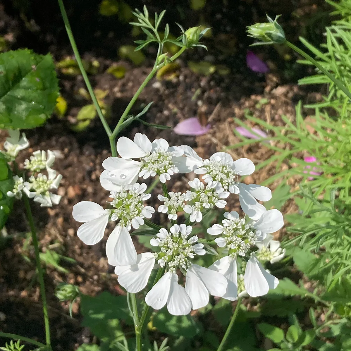 Strahlen-Breitsame / Strahlendolde (Orlaya grandiflora) Samen