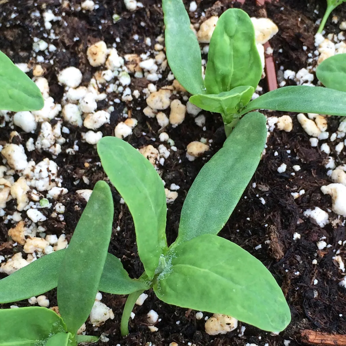 Grüne Gartenmelde (Atriplex hortensis) Samen