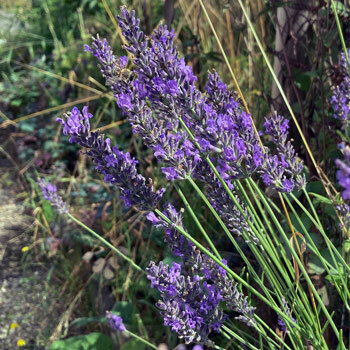 Lavendel mit violetten Blütenähren an langen Stielen