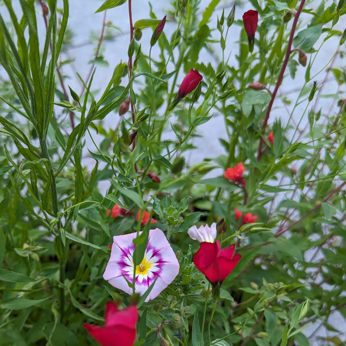 Sommerblumen in Rot (diverse Arten & Sorten) Saatgutmix
