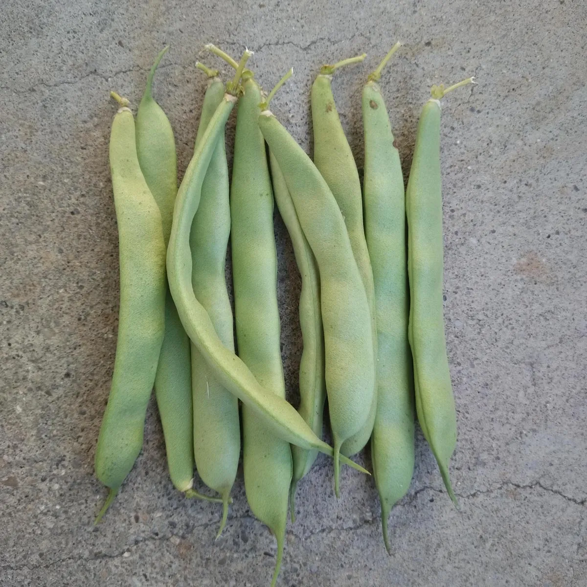 Buschbohne 'Canadian Wonder' (Phaseolus vulgaris) Bio Saatgut