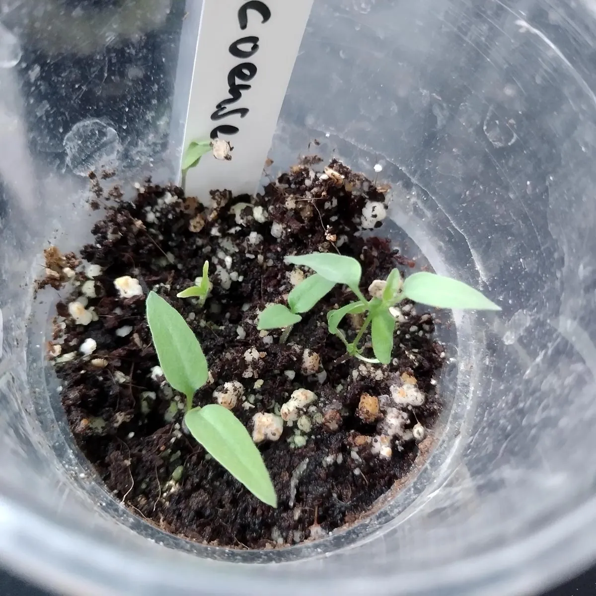 Wildchili 'Chacoense' (Capsicum chacoense) Samen