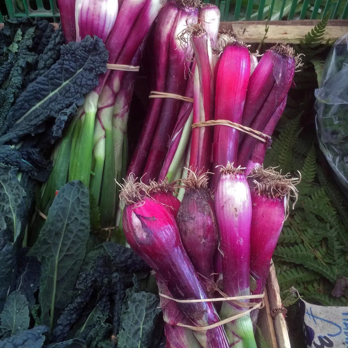 Zwiebel 'Lange Rote von Florenz' (Allium cepa) Bio Saatgut