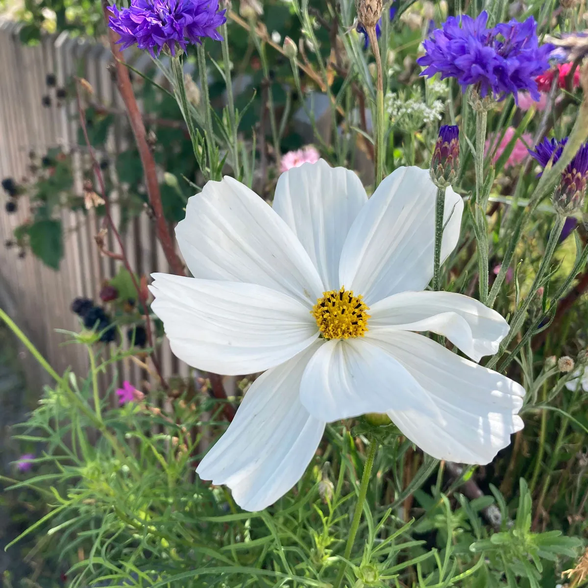 Weiße Cosmea / Schmuckkörbchen 'Sensation Purity' (Cosmos bipinnatus) Samen