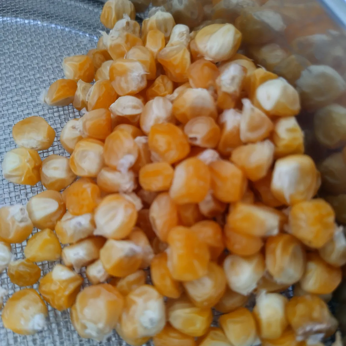 Zuckermais 'Yucon Chief' (Zea mays) Bio-Saatgut
