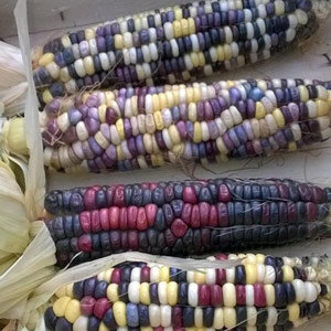 Bunter Zuckermais 'Rainbow Inka' (Zea mays), Kolben mit vielfarbigen Körnern