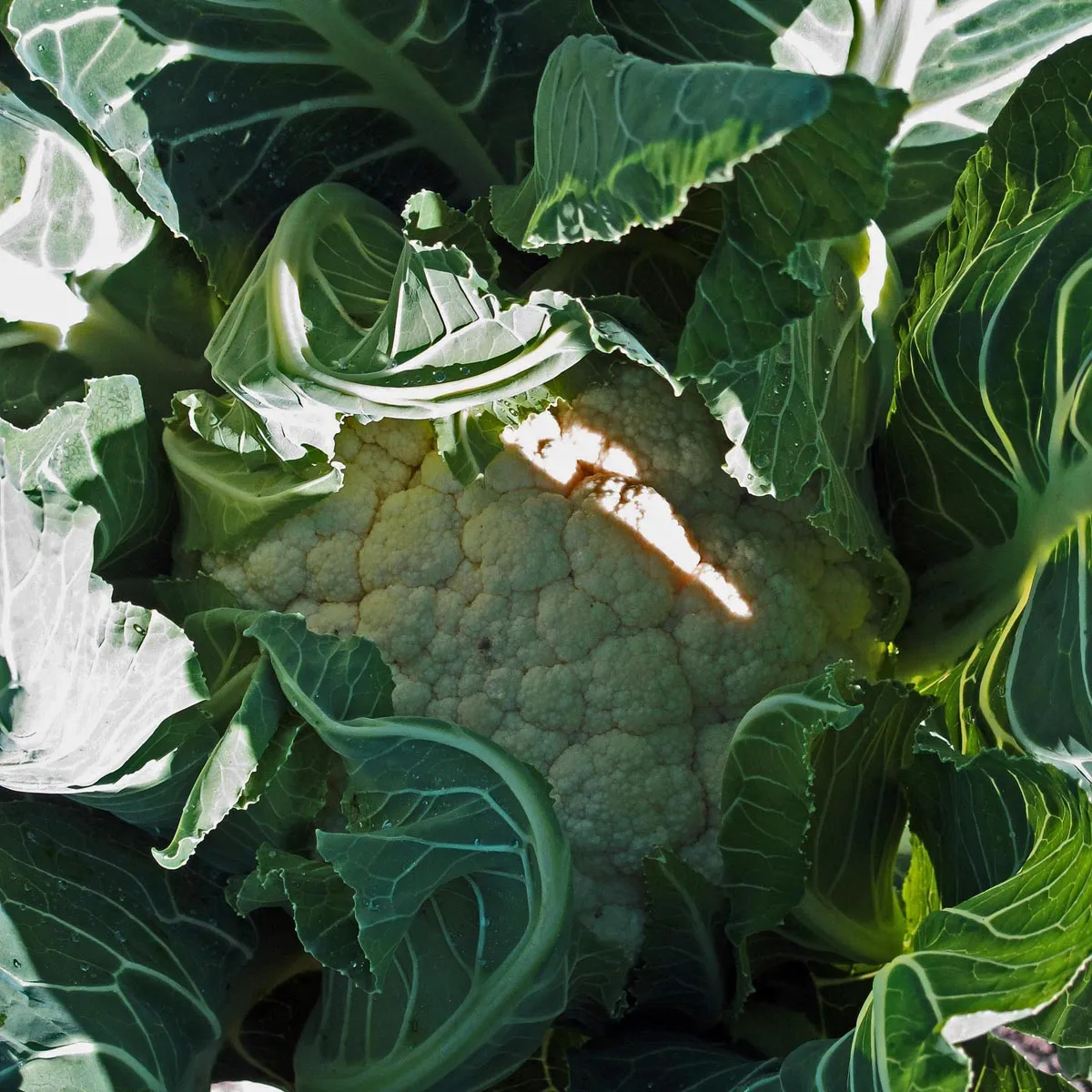 Blumenkohl 'Neckarperle' (Brassica oleracea var. botrytis) Bio Saatgut