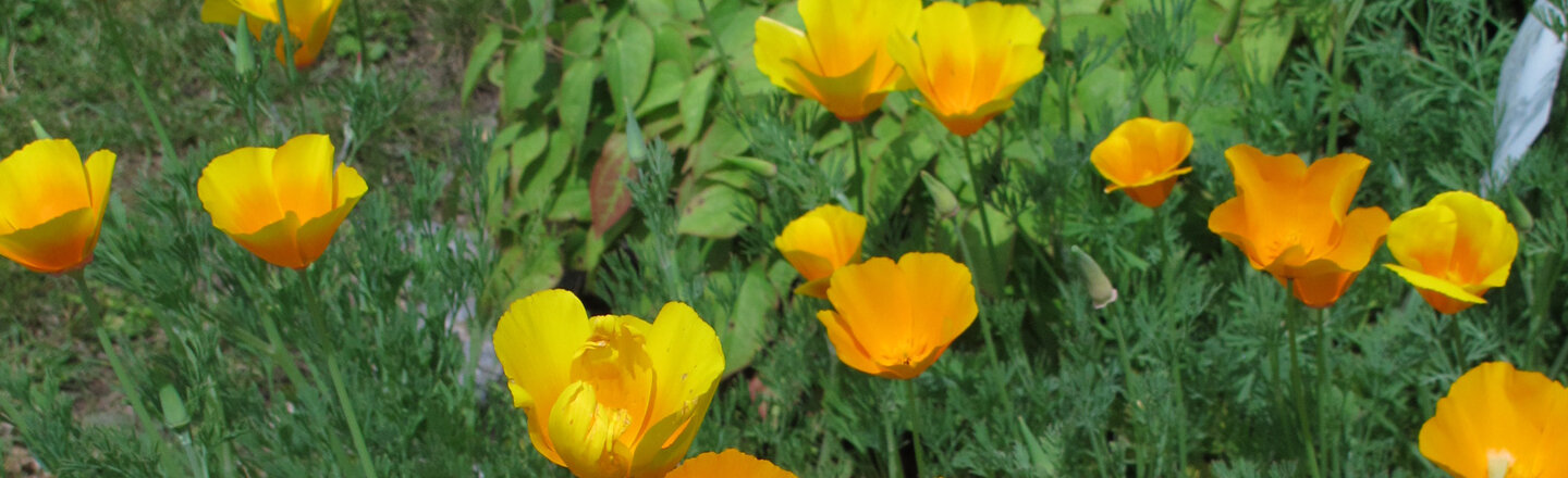 Blühender Kalifornischer Goldmohn (Eschscholzia californica) in Gelb und Orange