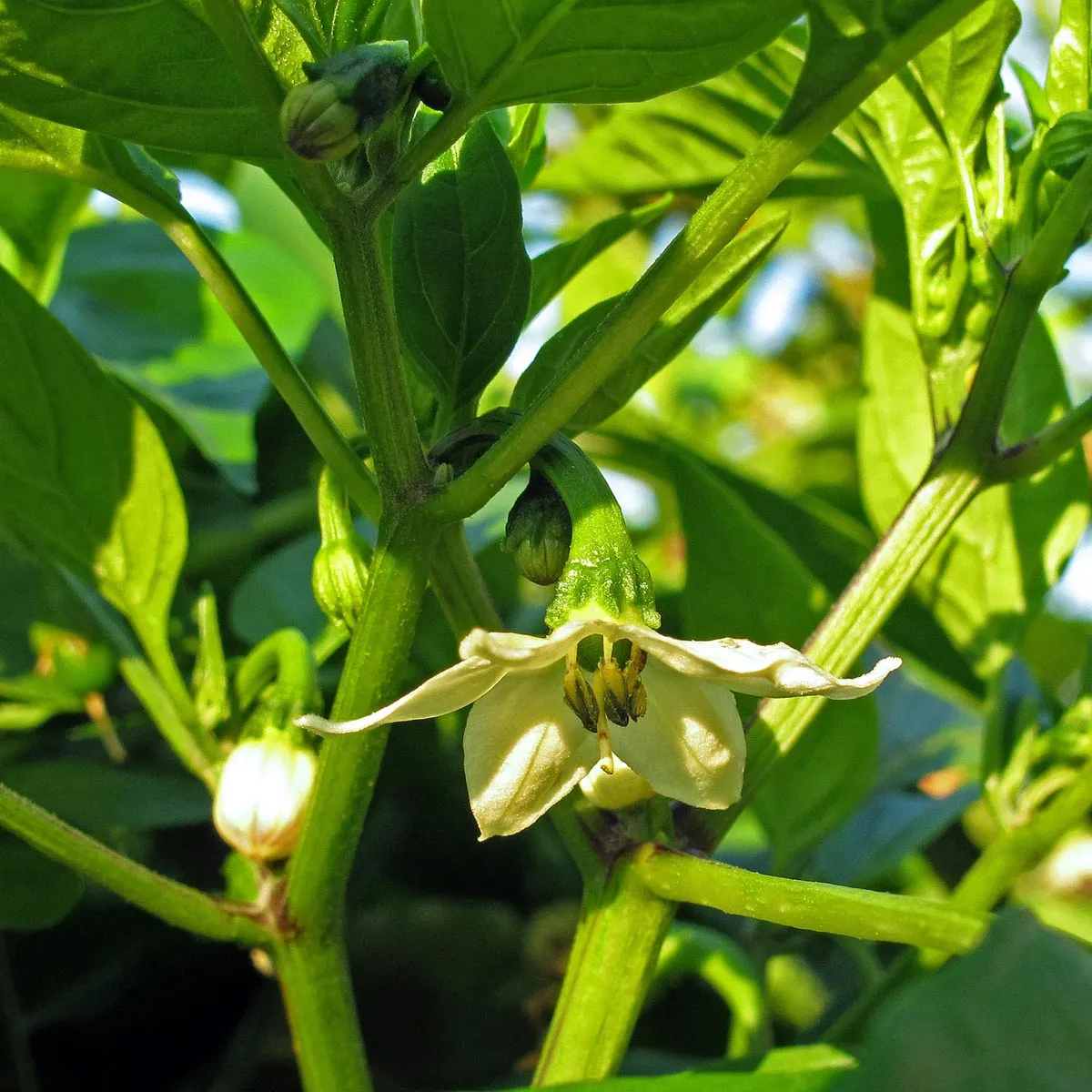 Chili 'Jalapeño' (Capsicum annuum) Bio Saatgut