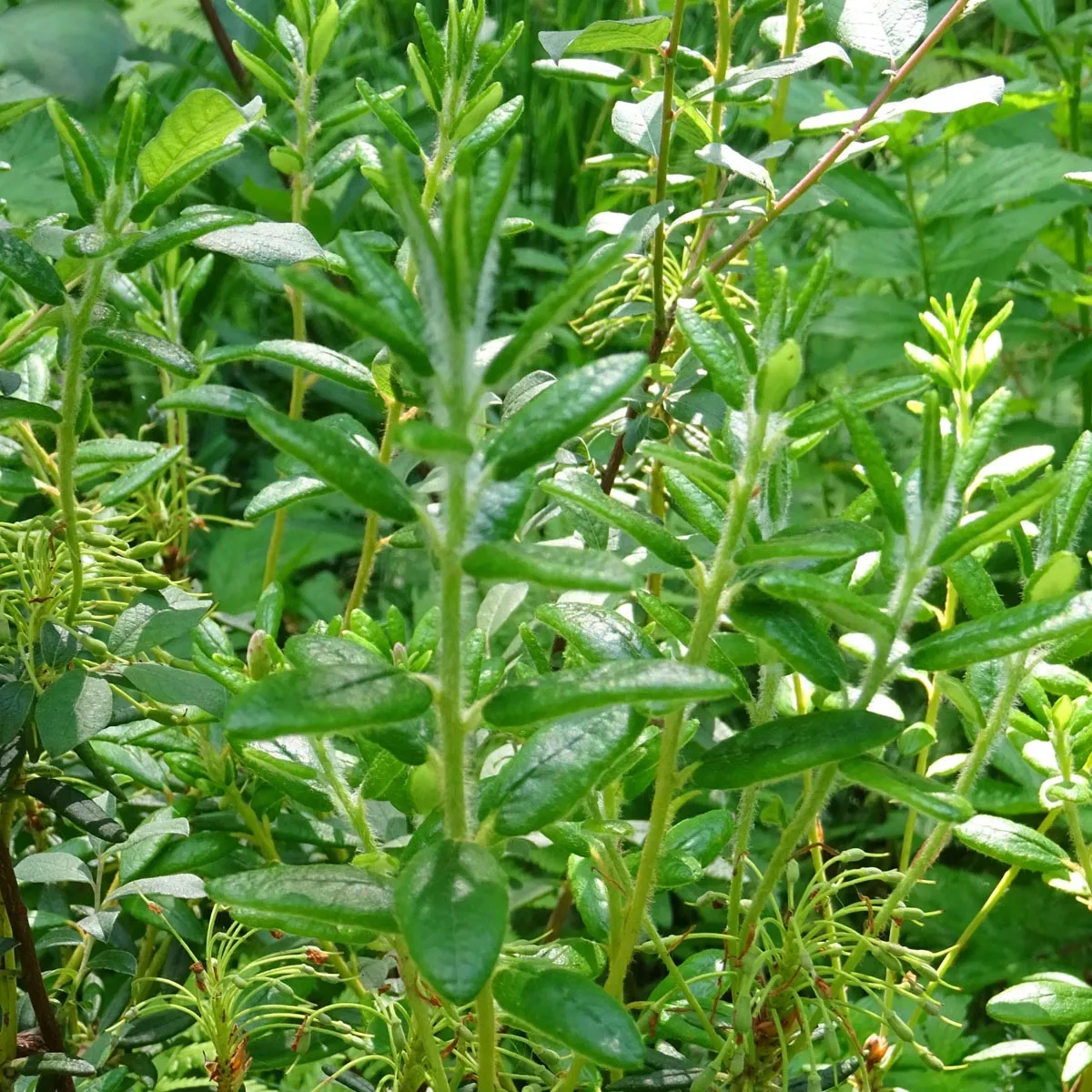 Gagel-Strauch (Myrica gale) Samen