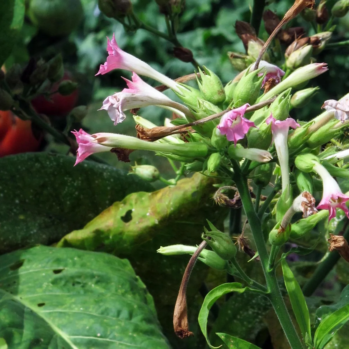 Virginia Tabak 'Virginia Gold' (Nicotiana tabacum) Bio Saatgut