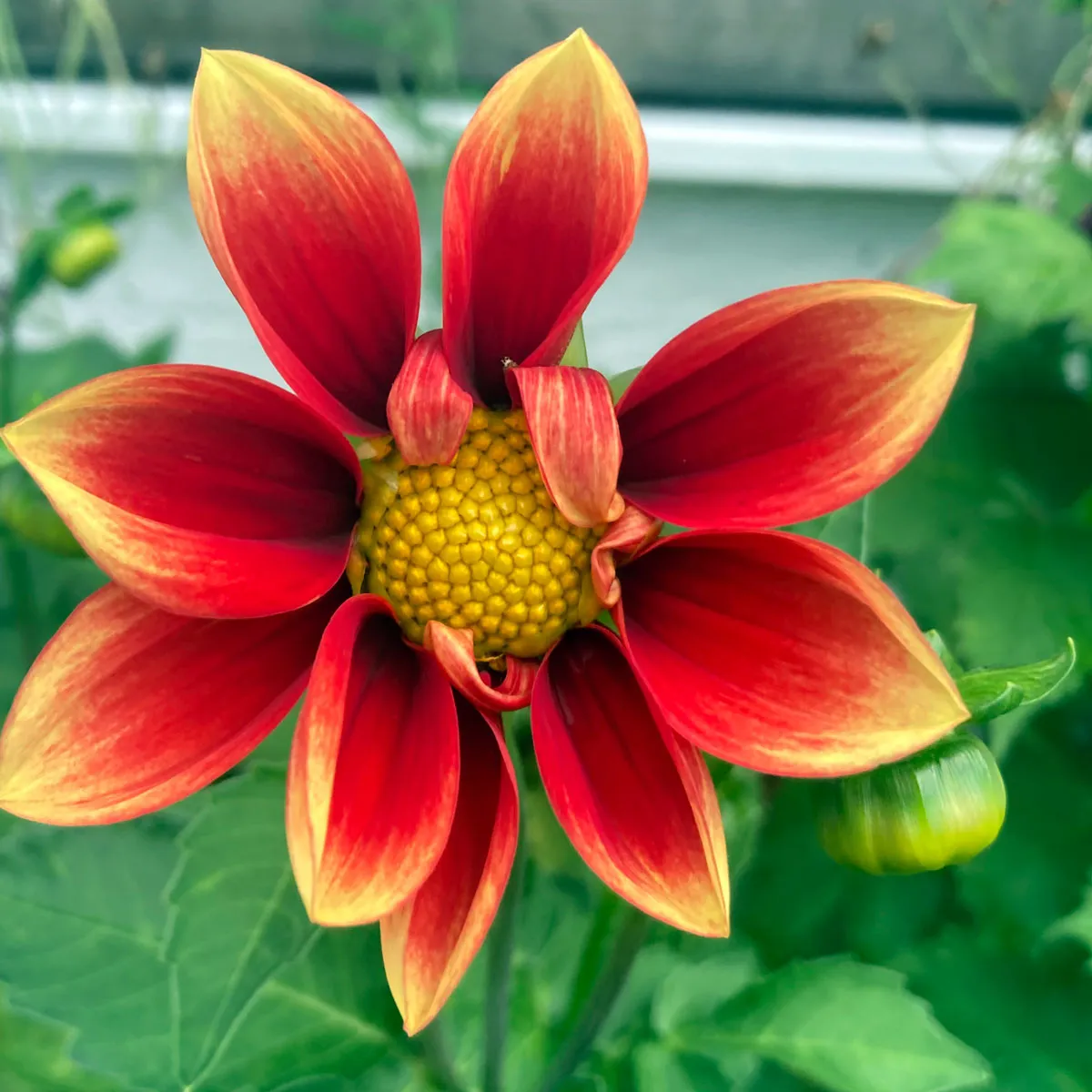 Niedriger Dahlien-Mix (Dahlia variabilis) Samen