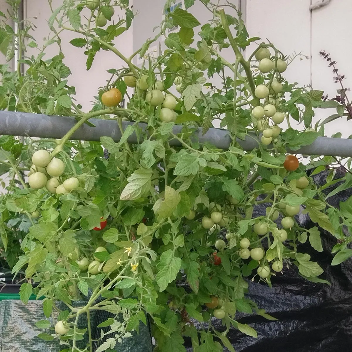 Polnische Kirschtomate 'Pokusa' (Solanum lycopersicum) Bio Samen