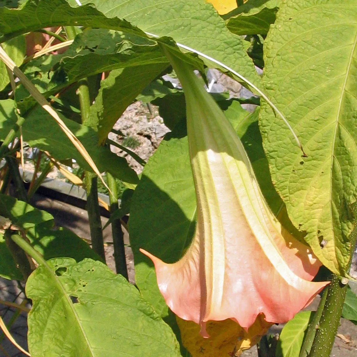 Engelstrompete (Brugmansia suaveolens) Samen