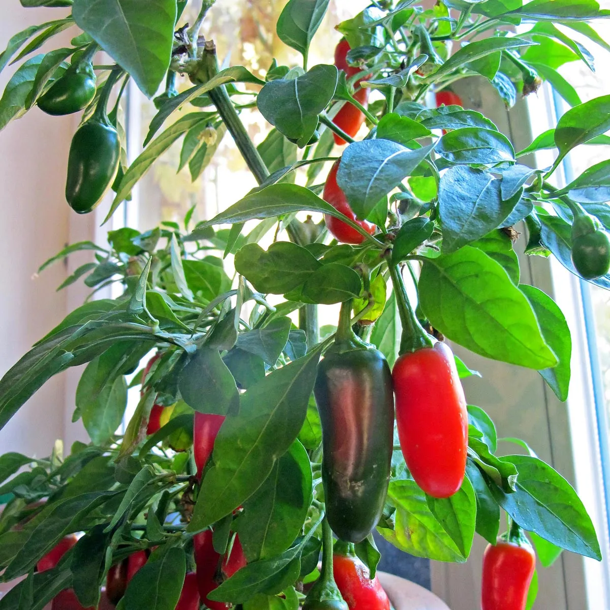 Chili 'Jalapeño' (Capsicum annuum) Samen