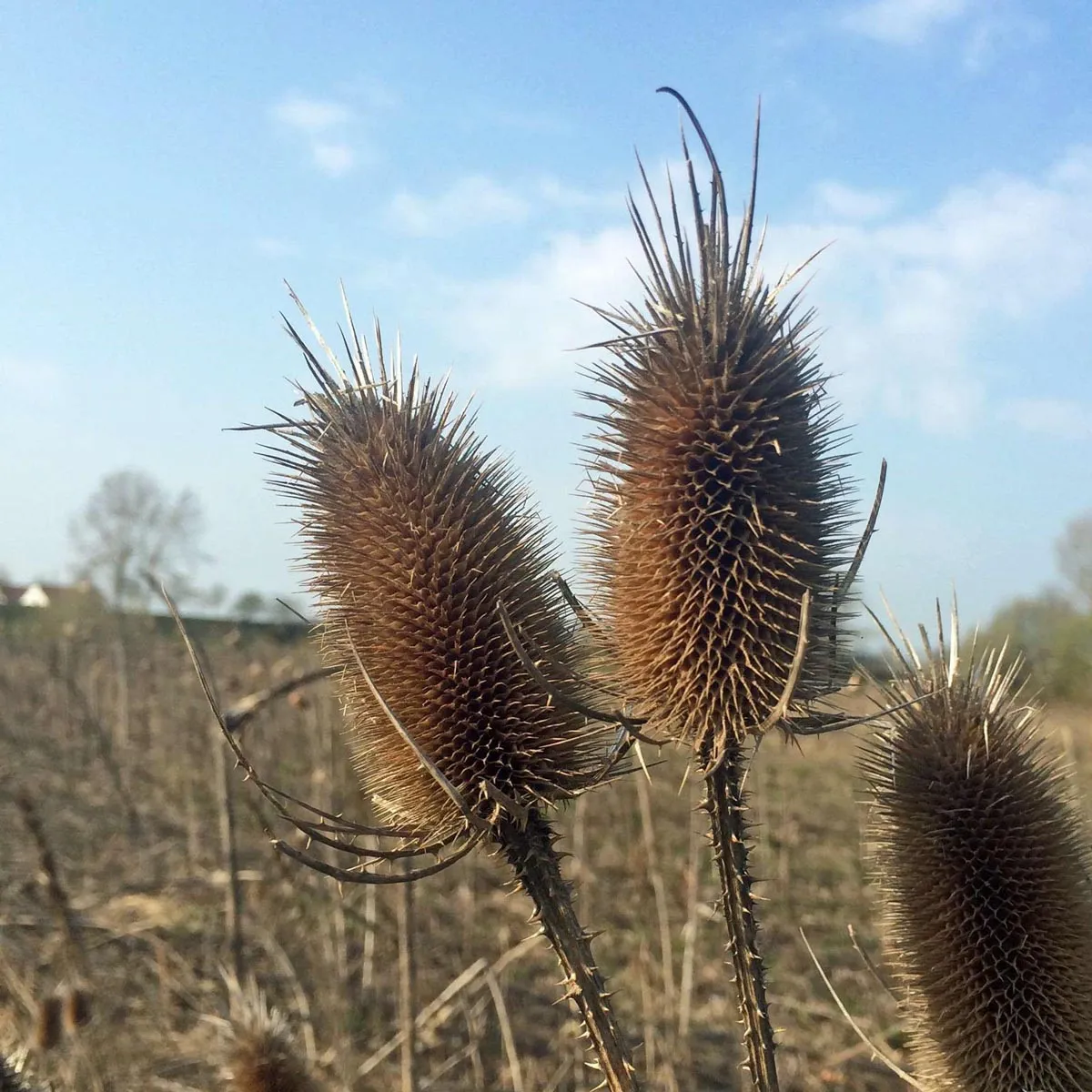 Wildblumen-Mischung (10g passend für ca. 5m² Fläche) Bio