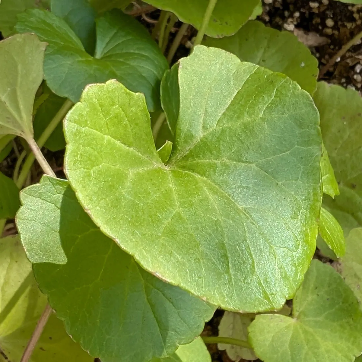 Gotu Kola (Centella asiatica) Samen