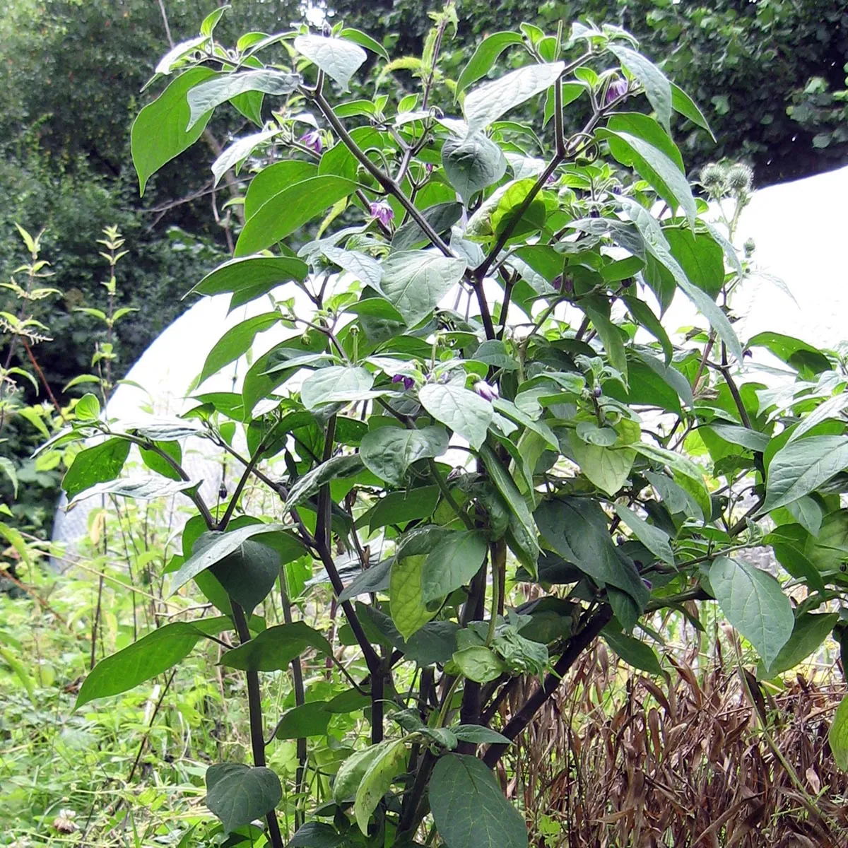 Baumchili 'Rocoto Manzano Rojo' (Capsicum pubescens) Samen