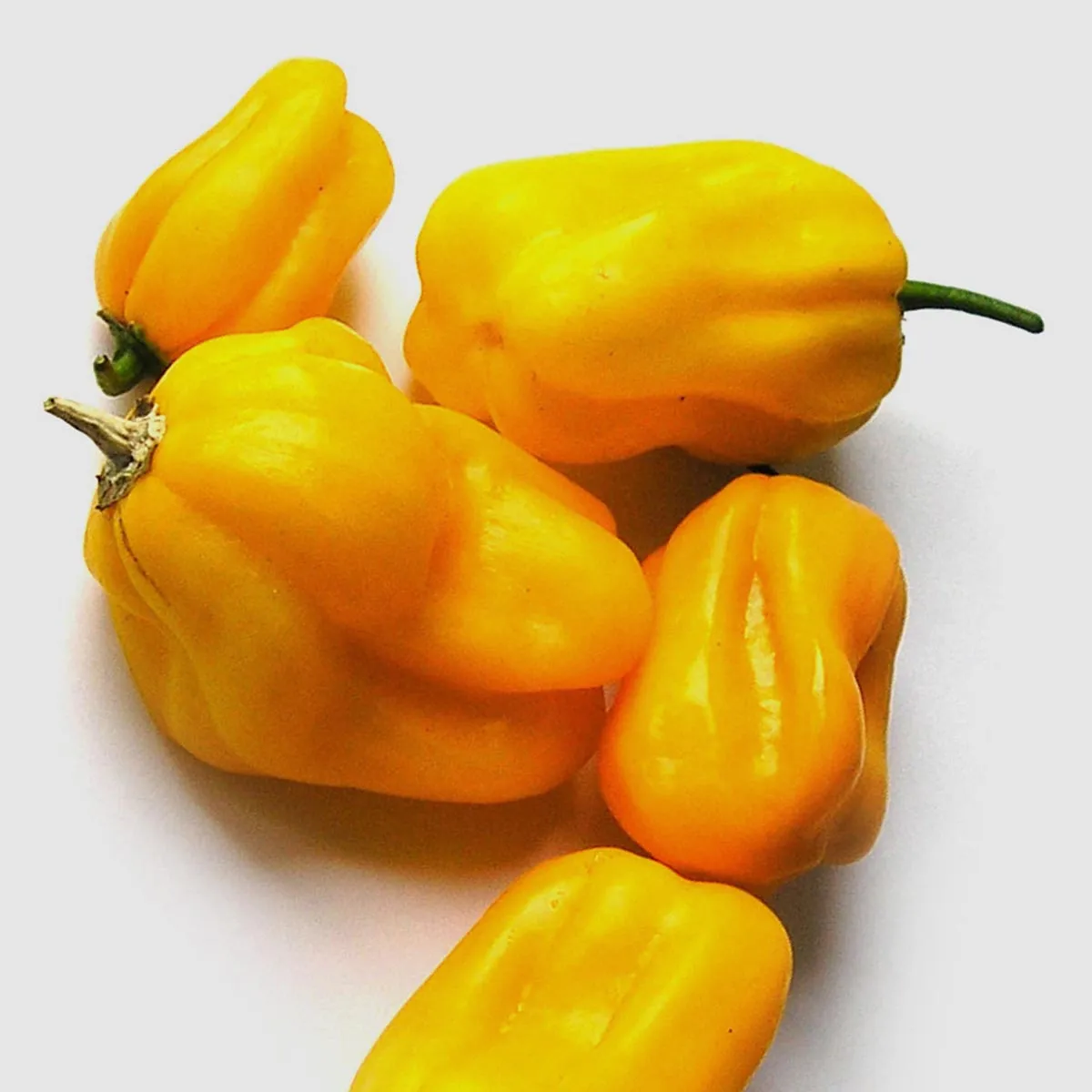 Habanero Chili 'Ají Umba' (Capsicum chinense) Samen