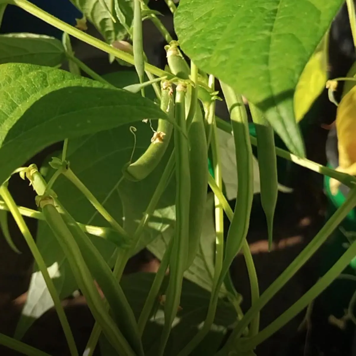 Buschbohne 'Canadian Wonder' (Phaseolus vulgaris) Bio Saatgut