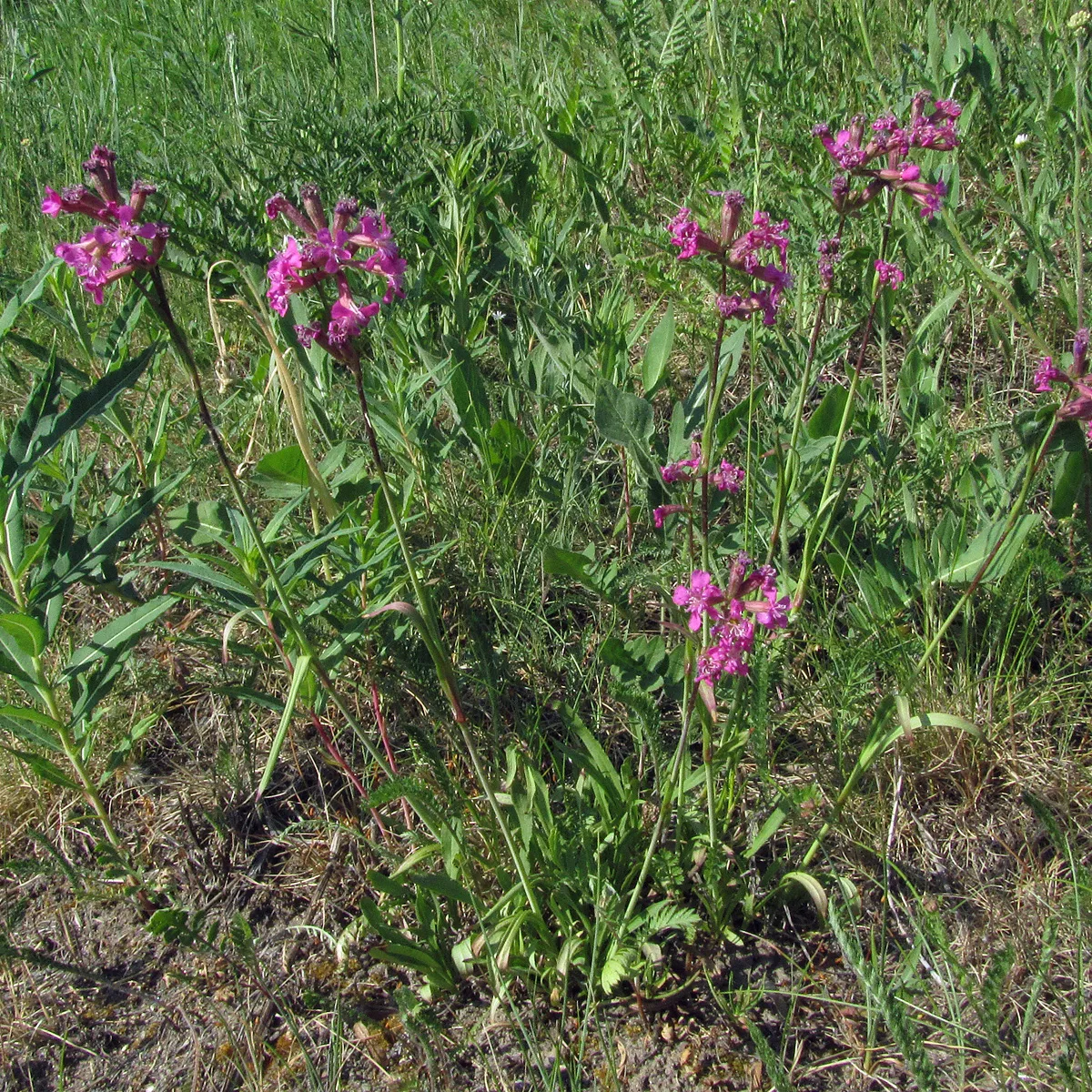 Pechnelke (Lychnis viscaria) Samen