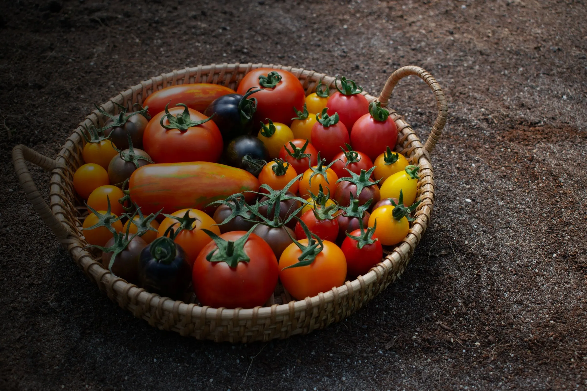 Korb mit roten, gelben und dunklen Tomaten