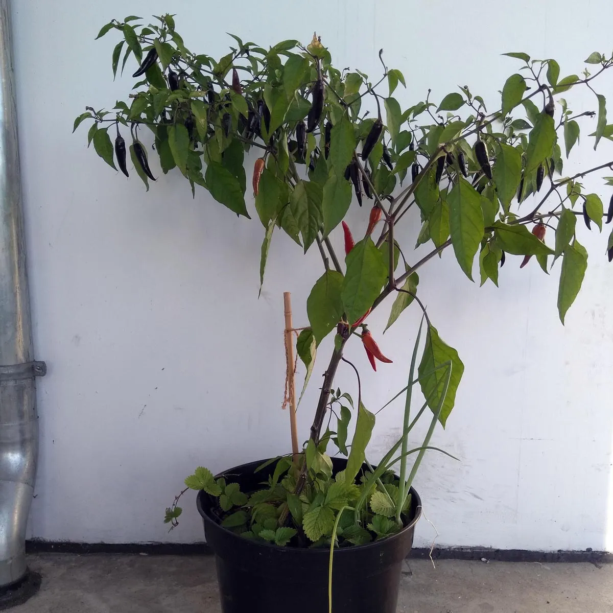 Chili 'Pasilla Bajo' (Capsicum annuum) Samen