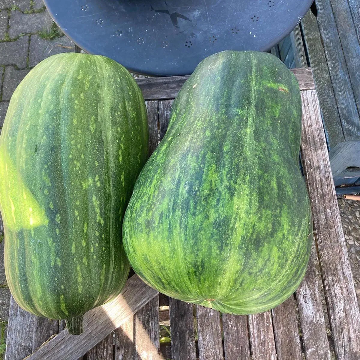 Kürbis 'Langer von Neapel' (Cucurbita moschata) Bio Saatgut
