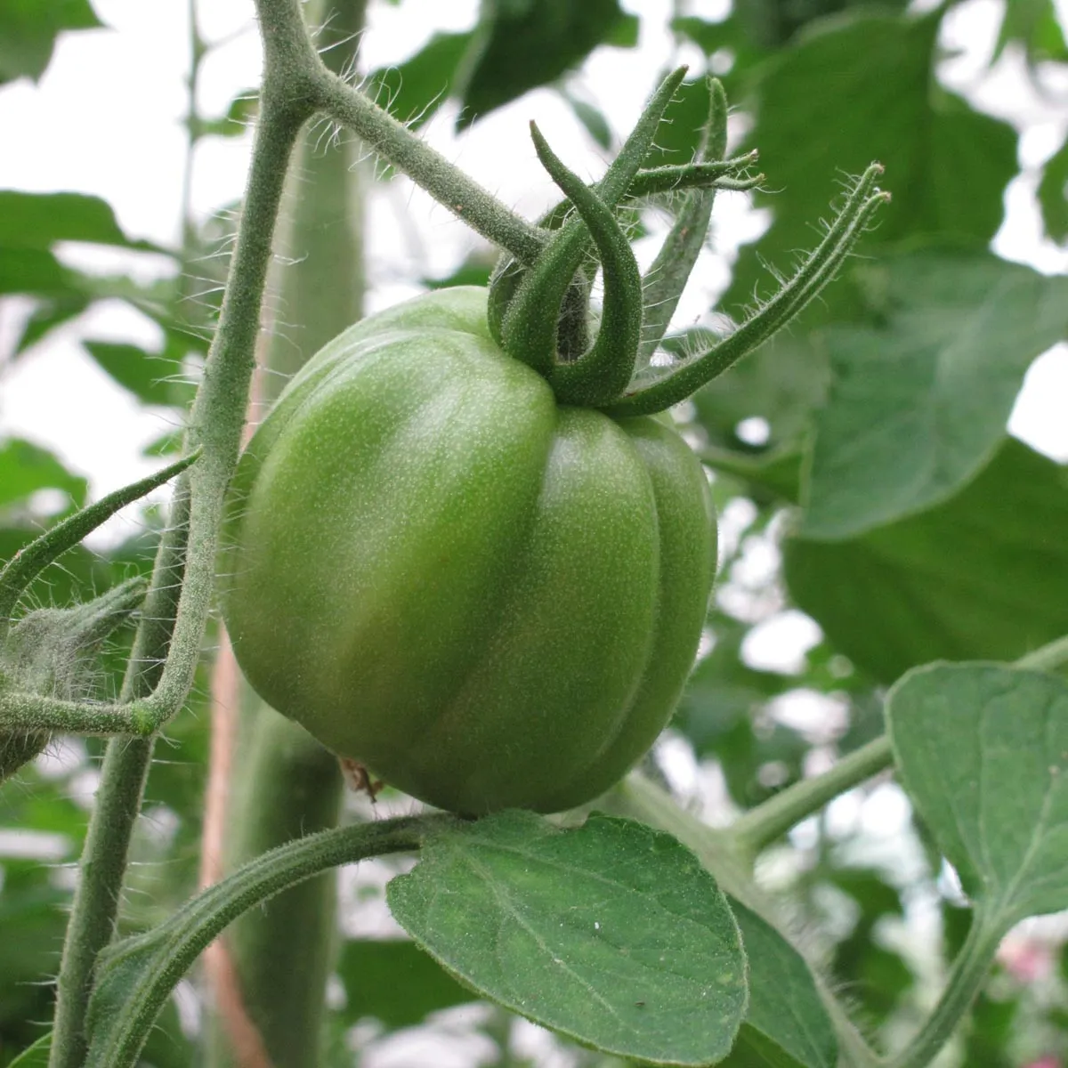 Italienische Ochsenherz-Tomate 'Cuore di bue' (Solanum lycopersicum) Samen