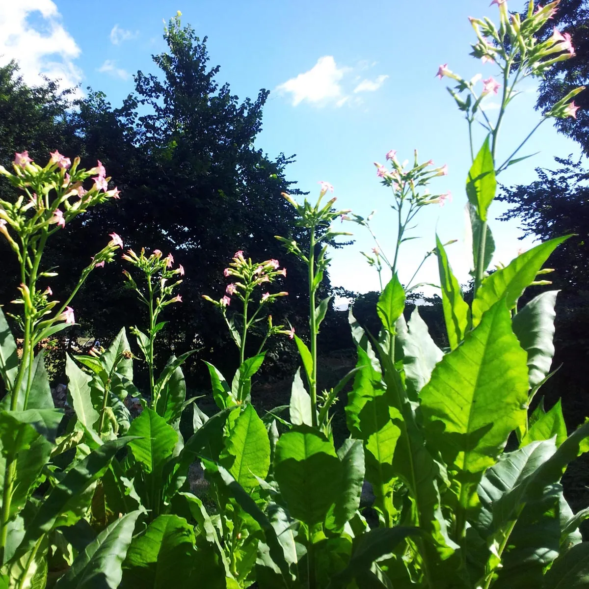 Tabak 'Badischer Geudertheimer' (Nicotiana tabacum) Bio Saatgut