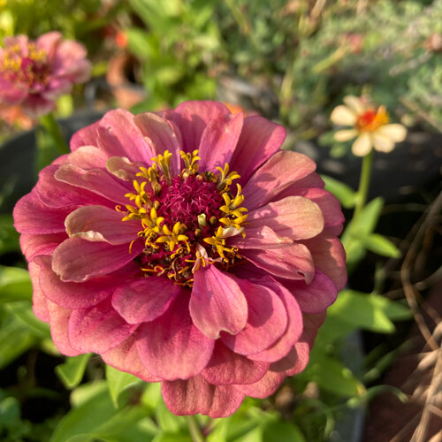 Rosa Zinnie (Zinnia elegans) in voller Blüte