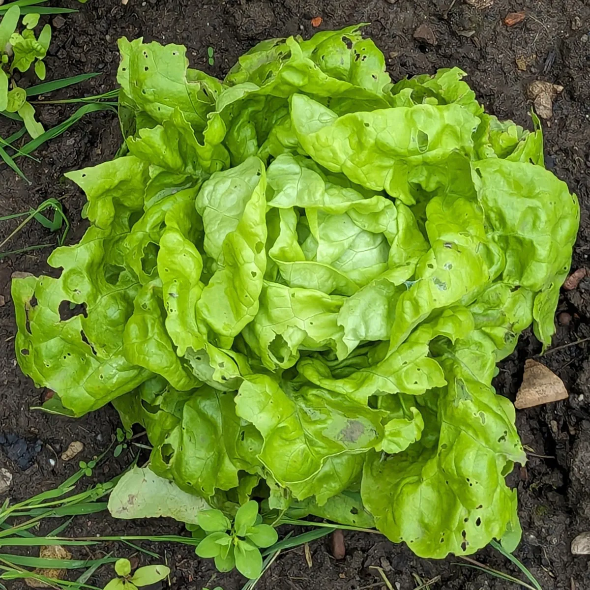 Kopfsalat 'Neckarriesen' (Lactuca sativa) Samen