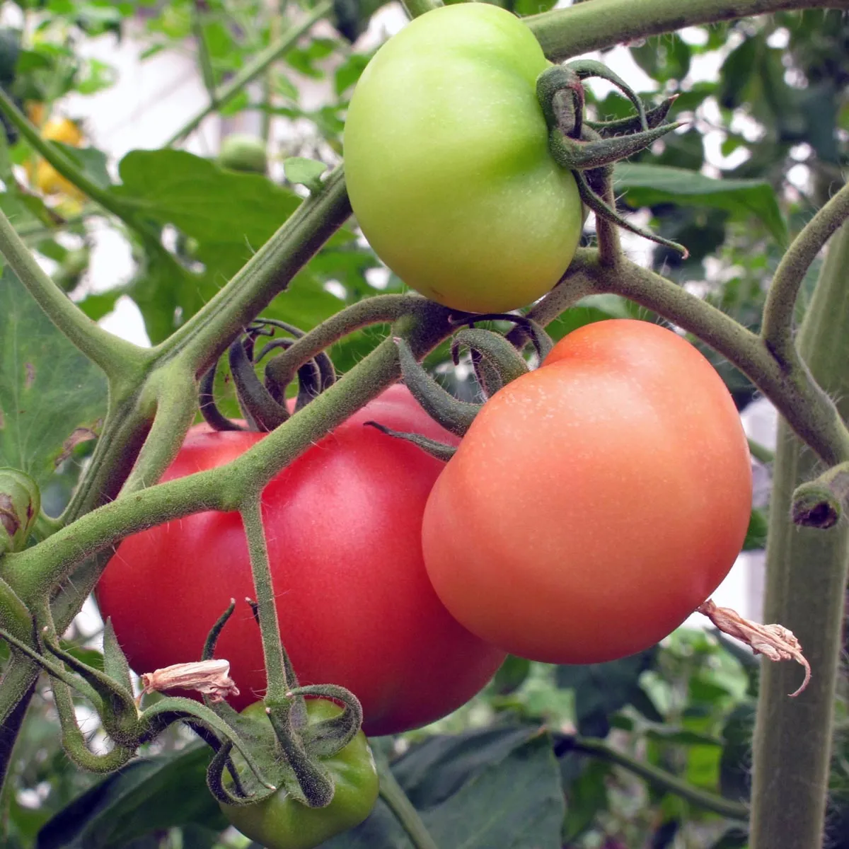 Tomate 'Berner Rose' (Solanum lycopersicum) Samen