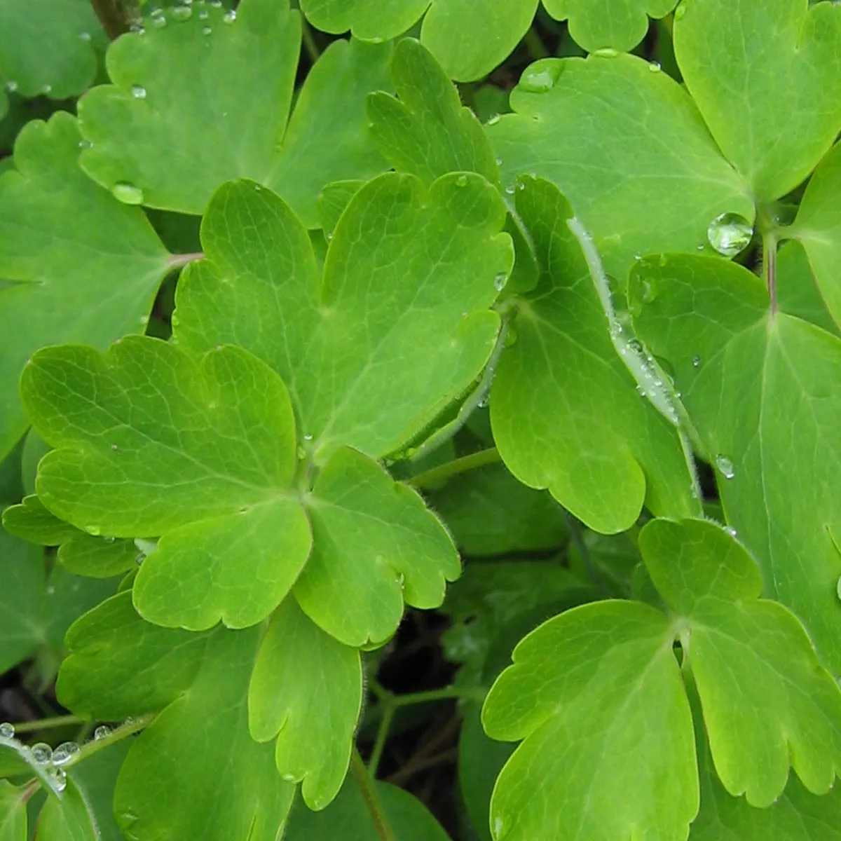 Gemeine Akelei (Aquilegia vulgaris) Samen