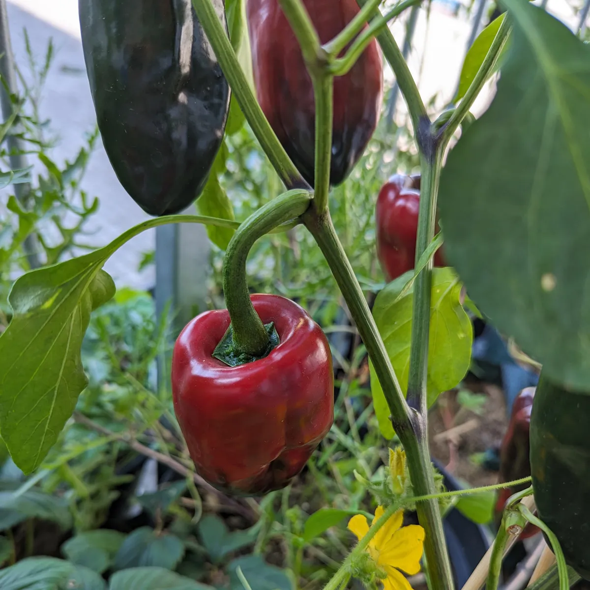 Poblano Chili 'Ancho San Luis' (Capsicum annuum) Samen