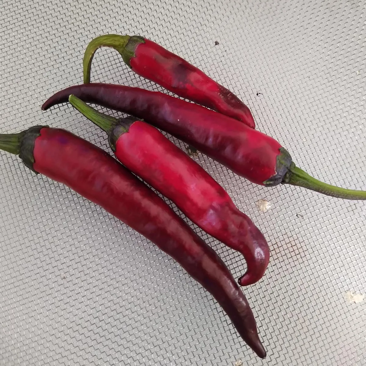 Chili 'Pasilla Bajo' (Capsicum annuum) Samen