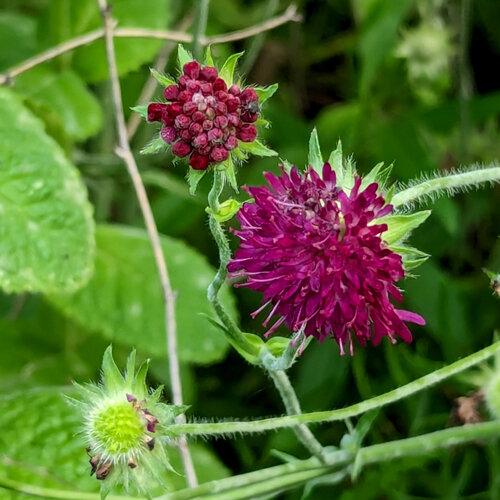 Schwarze Garten-Skabiose (Scabiosa atropurpurea) mit weinroter Blüte und Knospe