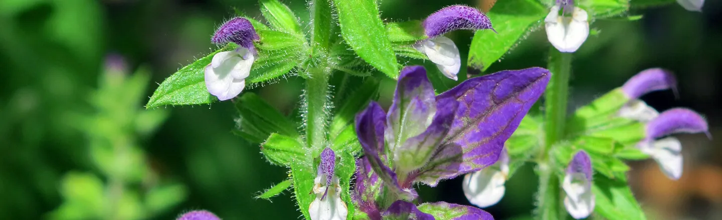 00_cover_heilend-duftend-magisch-die-vielfalt-der-gattung-salvia
