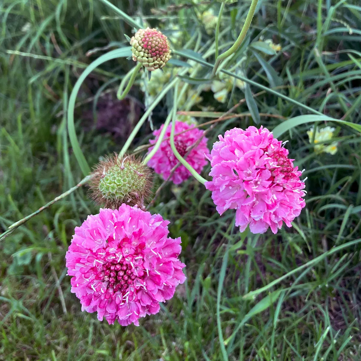 Rosa Samt-Skabiose 'Double Salmon Rose' (Scabiosa atropurpurea) Samen