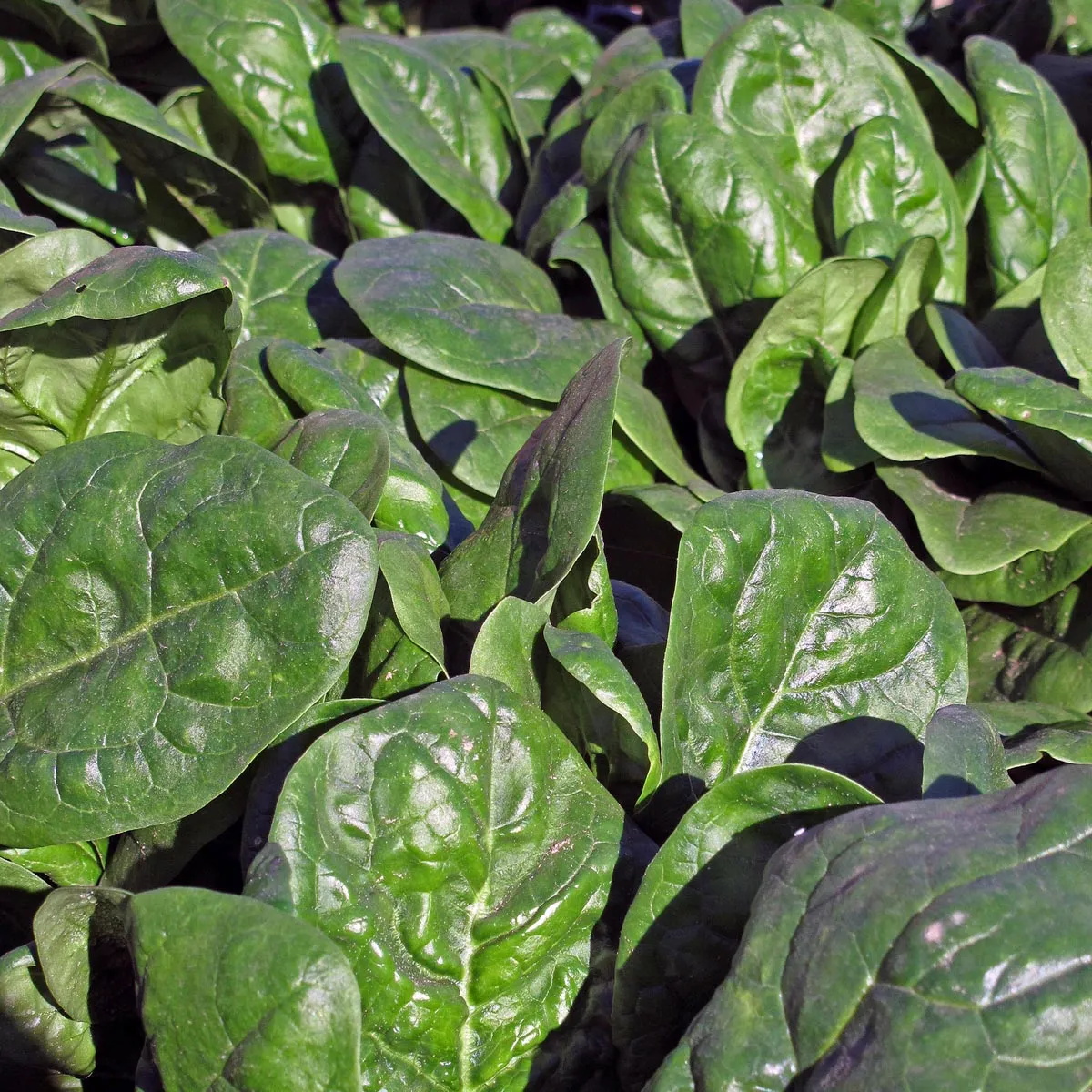 Echter Spinat 'Matador' (Spinacia oleracea) Samen