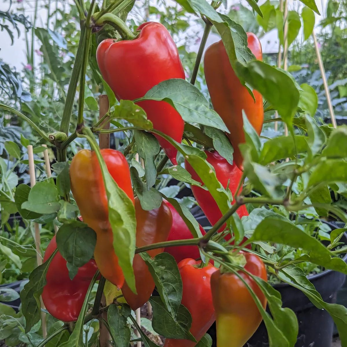Paprika 'Roter Augsburger' (Capsicum annuum) Bio-Saatgut