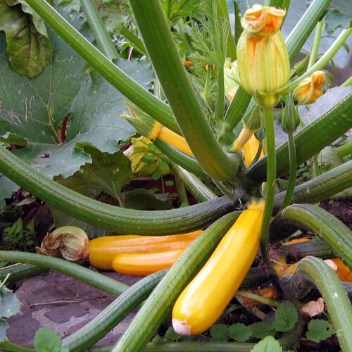 Gelbe Zucchini 'Goldena'