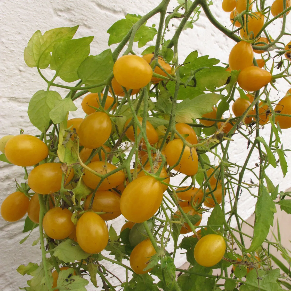 Tomate 'Dattelwein' (Solanum lycopersicum) Samen