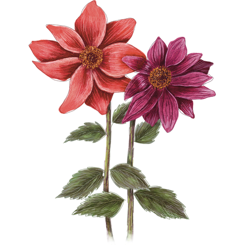 Dahlien