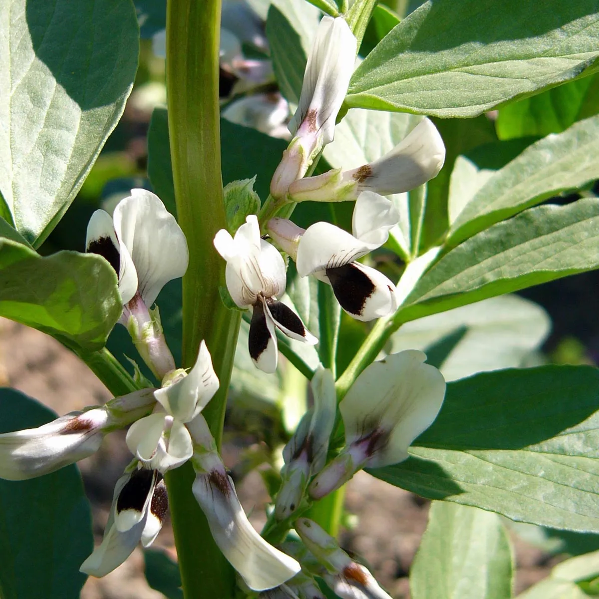 Pferdebohne / Ackerbohne (Vicia faba) Samen
