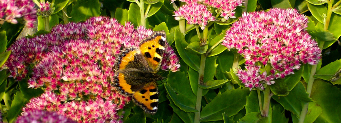 Wie holst Du Dir Schmetterlinge in Deinen Garten? - 